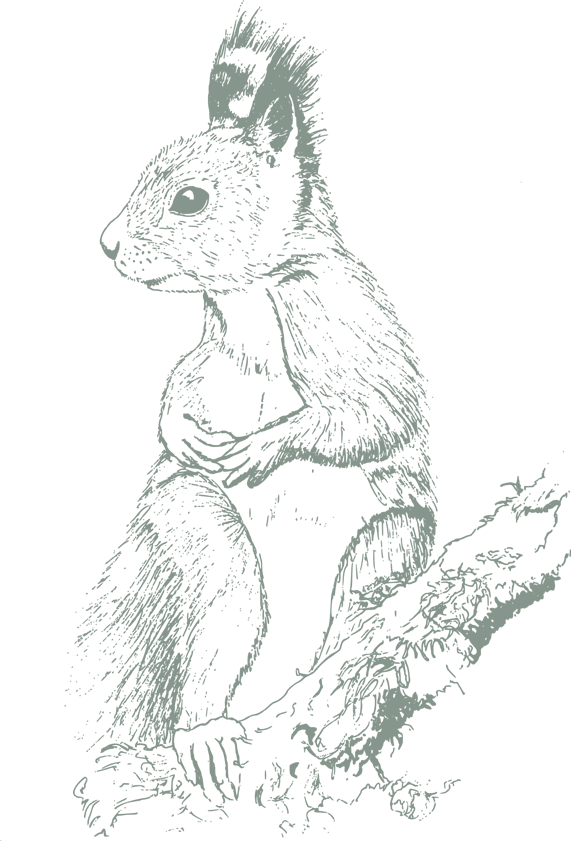 Illustration écureuil