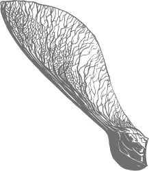 Illustration-erable-le-moulin-de-charrier