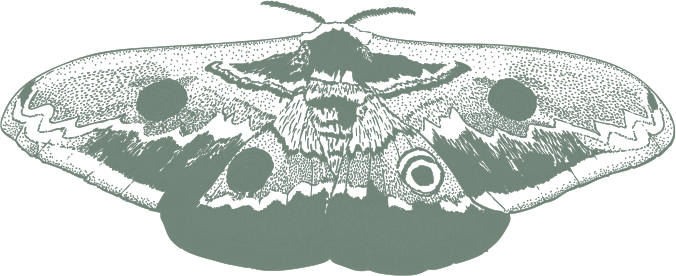 illustration paon de nuit