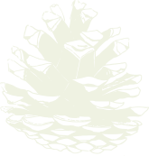 illustration-pomme-de-pin