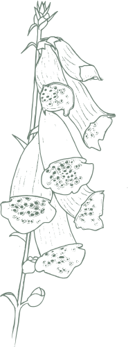 Illustration digitale