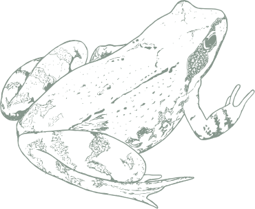 Illustration grenouille - Le Moulin de Charrier