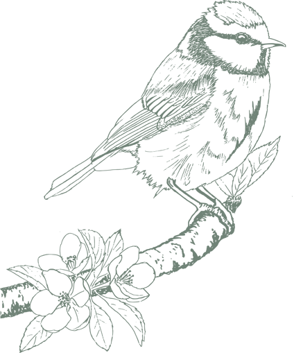 Illustration mésange - Le Moulin de Charrier